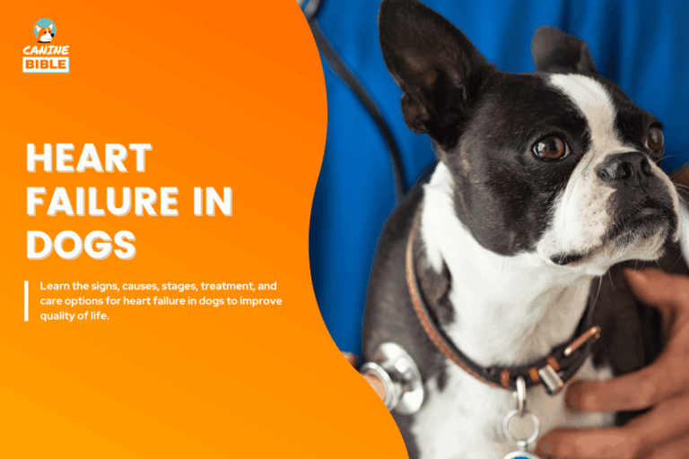 Heart failure in Dogs