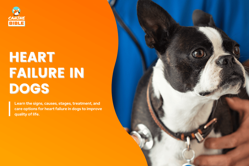 Heart failure in Dogs
