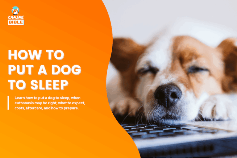 How to Put a Dog to Sleep