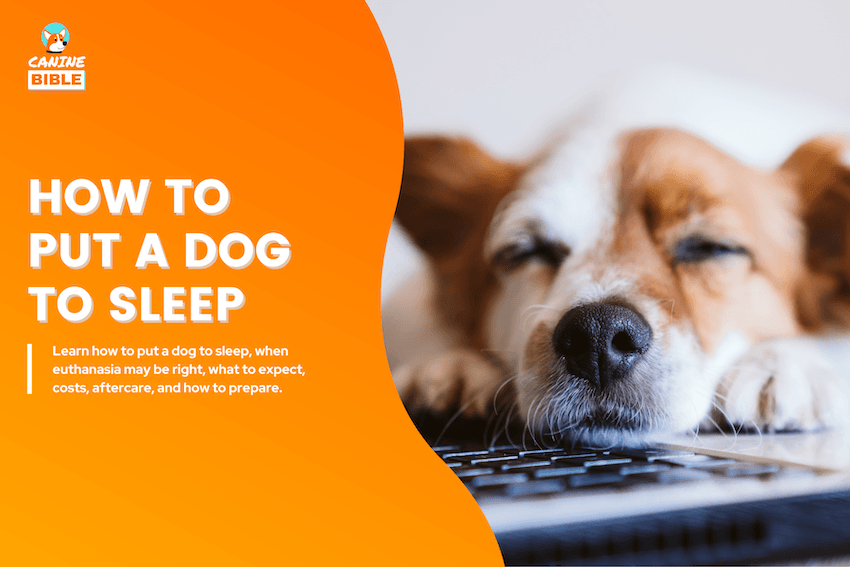 How to Put a Dog to Sleep