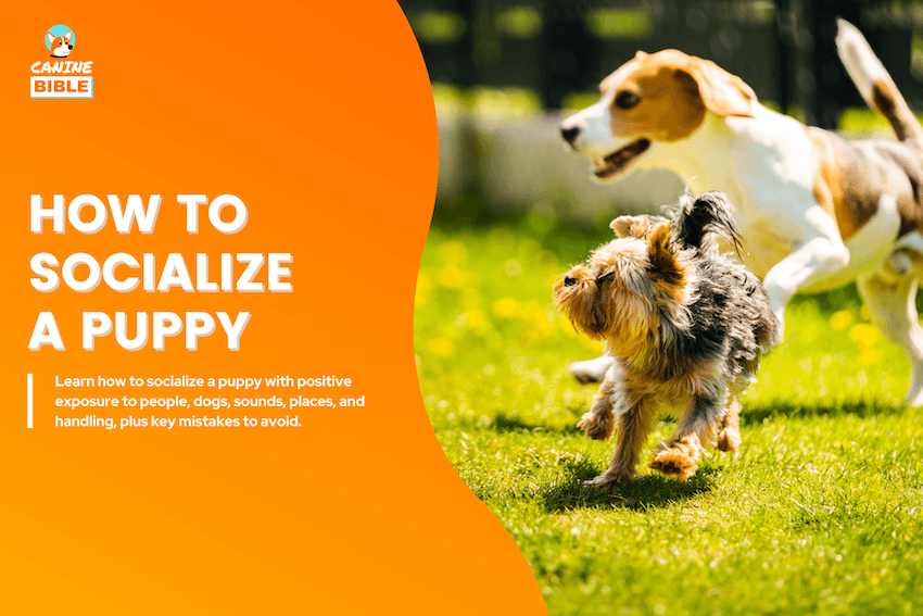 How to Socialize a Puppy