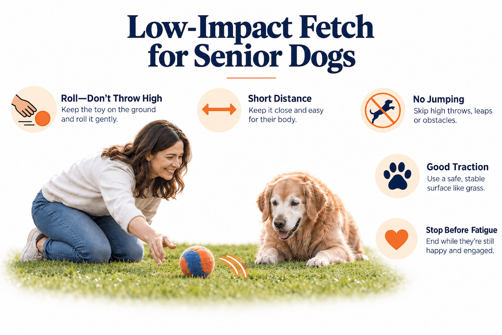 Low-Impact Fetch for Senior Dogs