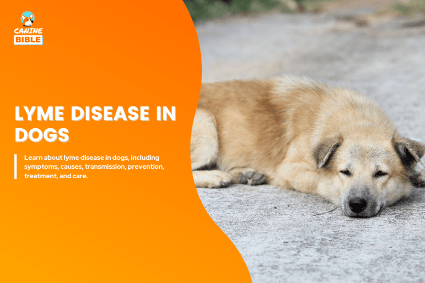 lyme disease in dogs