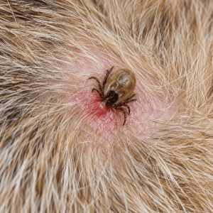 Lyme disease in dogs