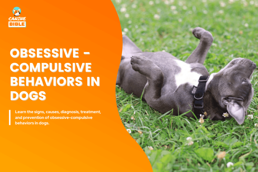 Obsessive-compulsive behavior in dogs