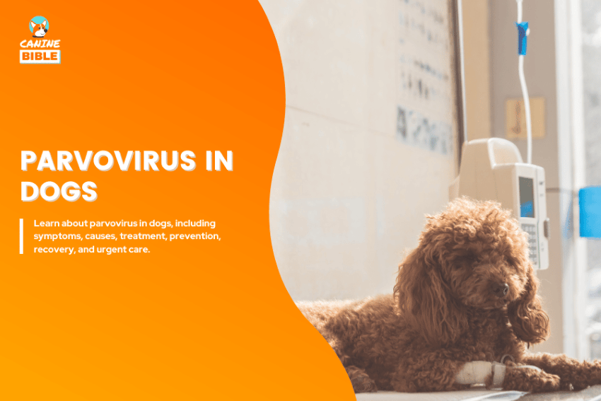 parvovirus in dogs