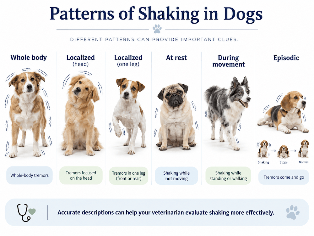 Patterns of Shaking in Dogs