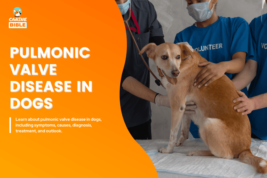 Pulmonic valve disease in dogs