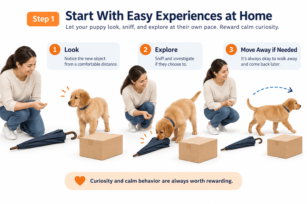 Puppy Socialization