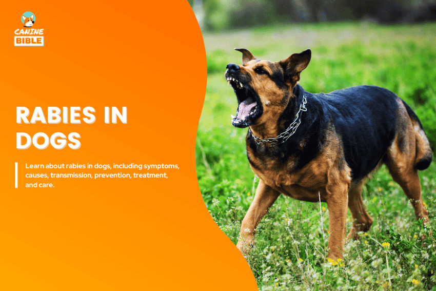 rabies in dogs