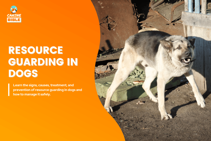 resource guarding in dogs