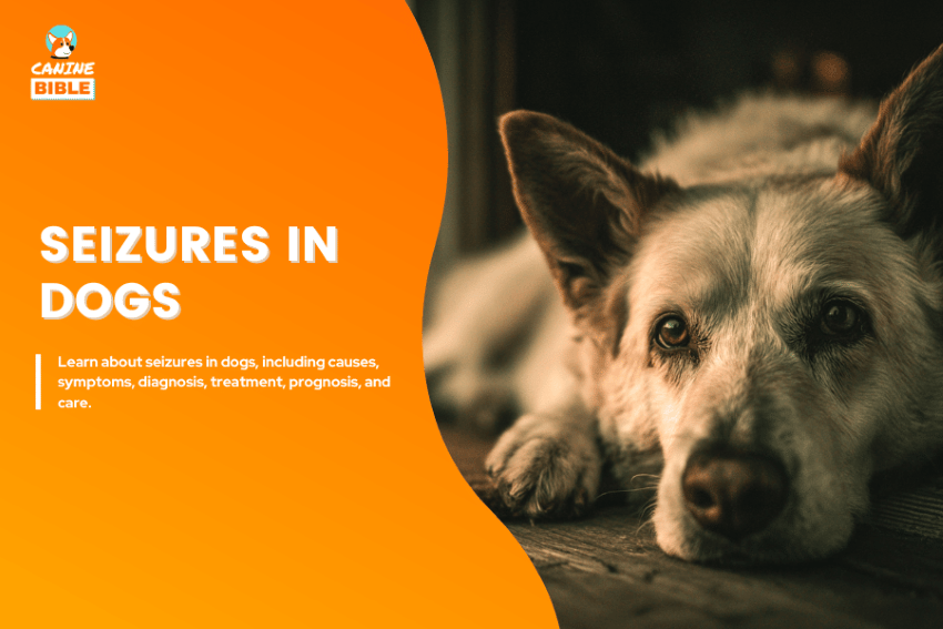 seizures in dogs