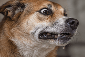 Dog experiencing signs associated with a seizure