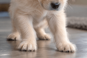 Puppy affected by Shaking Puppy Syndrome or hypomyelination