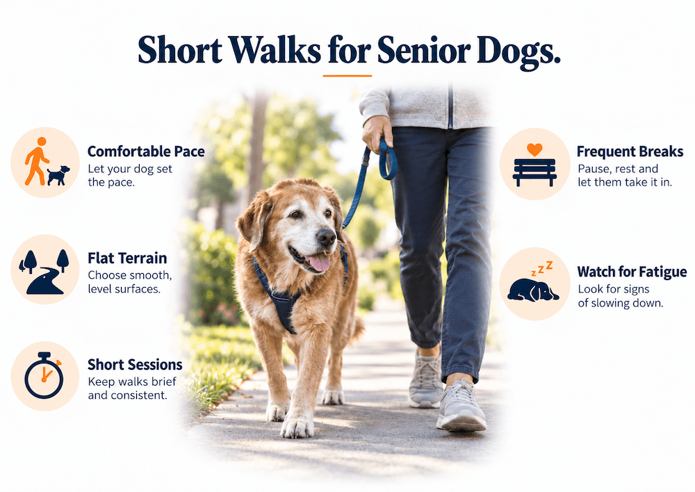 Short Walks for Senior Dog