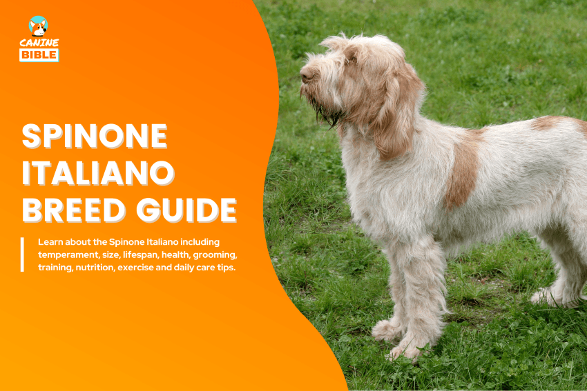 Spinone Italiano Dog