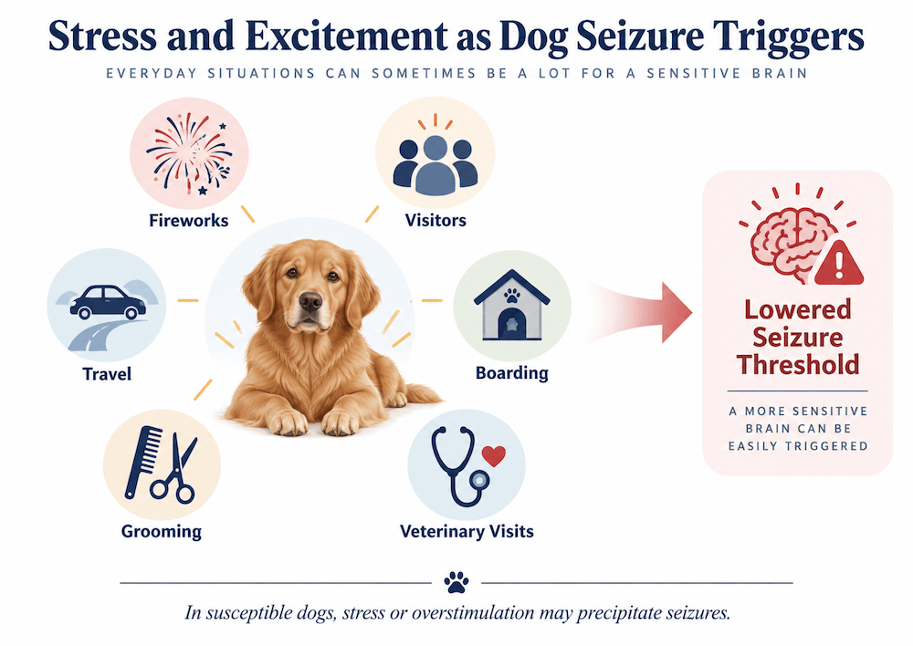 Stress and excitement - Dog Seizure Triggers