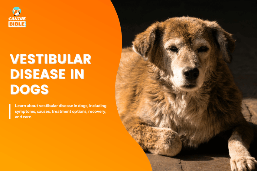 vestibular disease in dogs