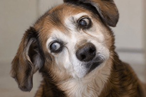 Dog illustrating vestibular disease