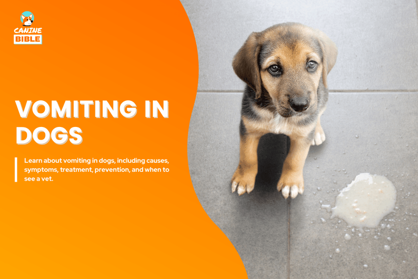 Vomiting in dogs