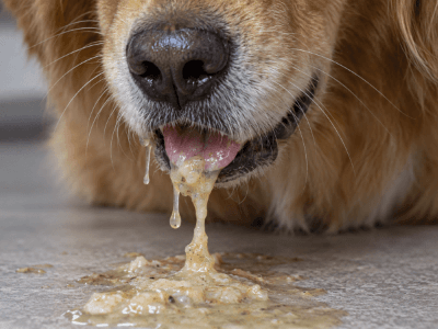 Dog experiencing vomiting and digestive discomfort