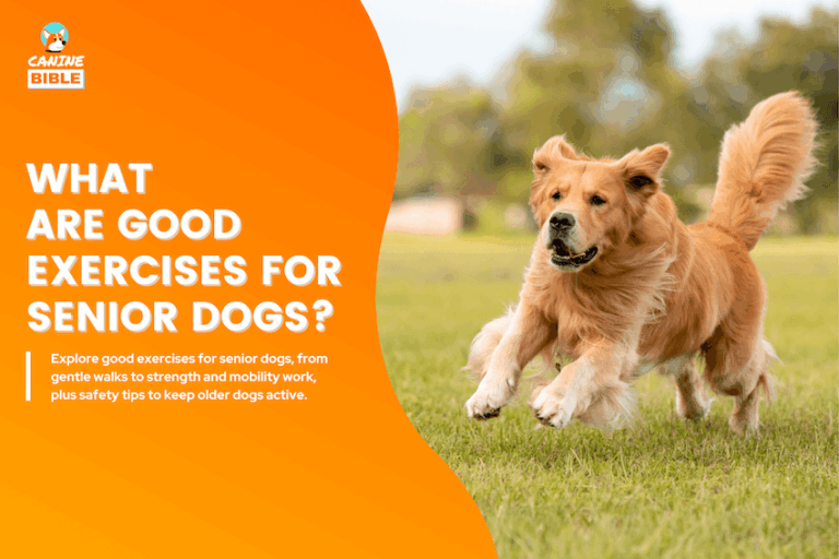 What Are Good Exercises for Senior Dogs?
