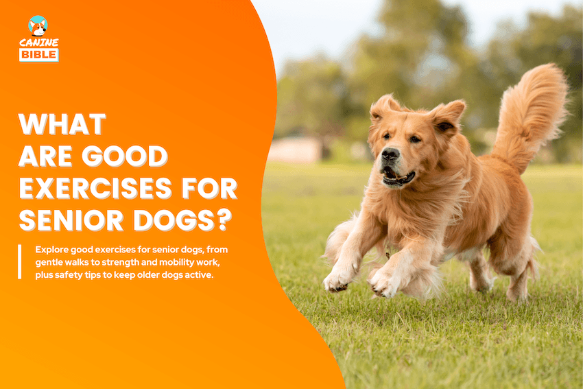 What Are Good Exercises for Senior Dogs?