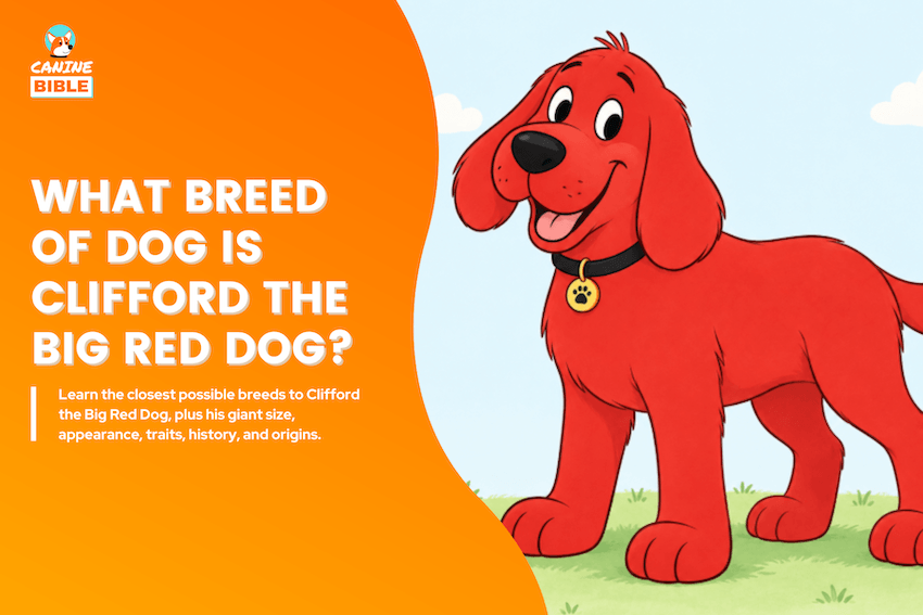 What Breed of Dog Is Clifford the Big Red Dog?