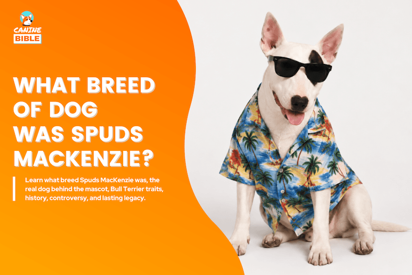 What Breed of Dog Was Spuds MacKenzie?
