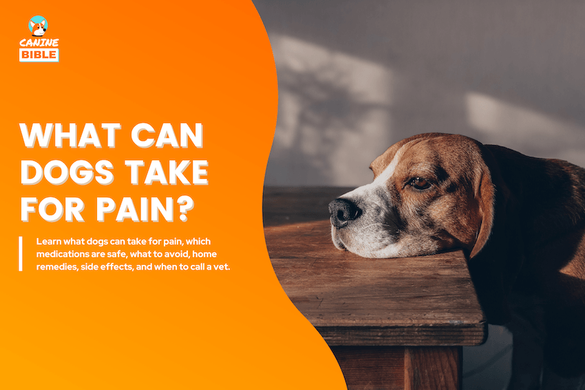 What Can Dogs Take for Pain?