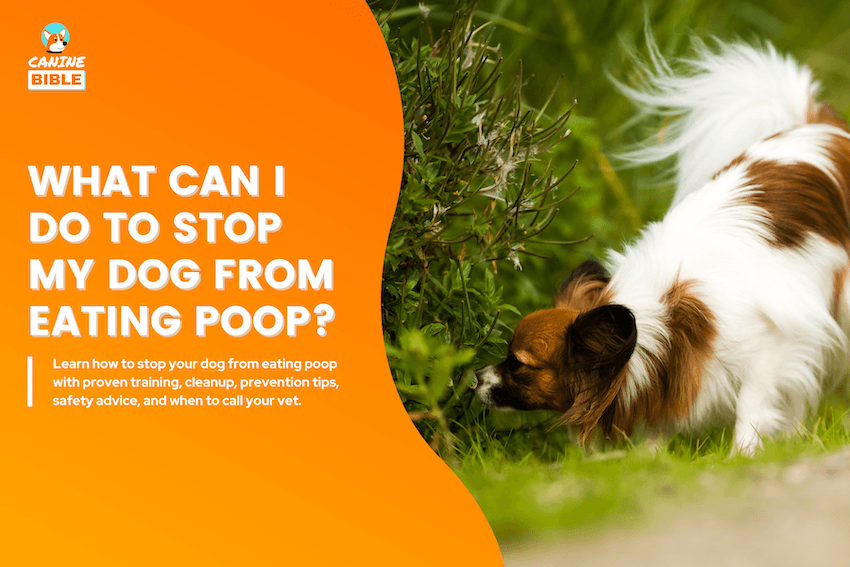 What Can I Do to Stop My Dog From Eating Poop?