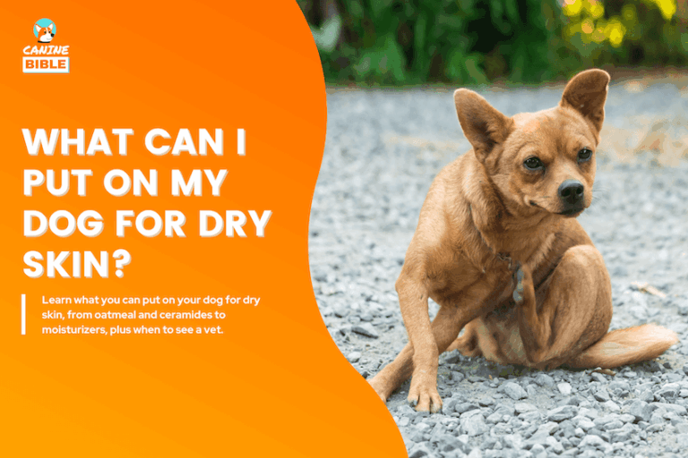 What Can I Put on My Dog for Dry Skin?