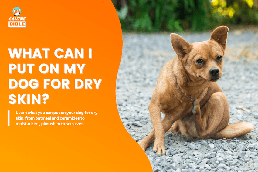What Can I Put on My Dog for Dry Skin?