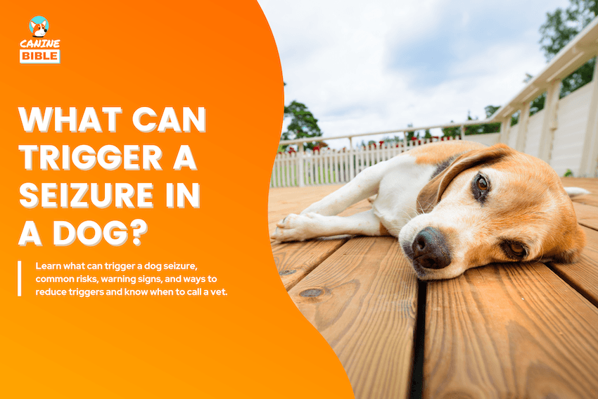 What Can Trigger a Seizure in a Dog?