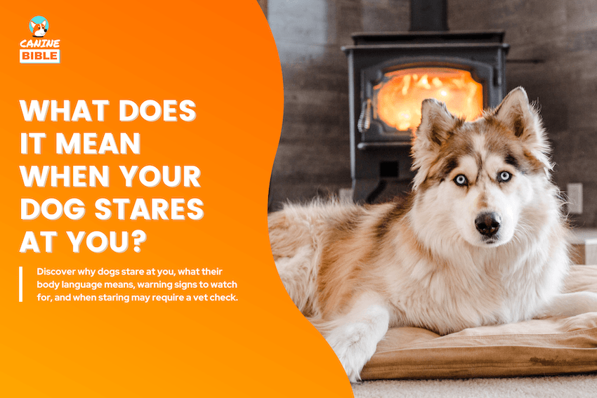 What Does It Mean When Your Dog Stares at You?