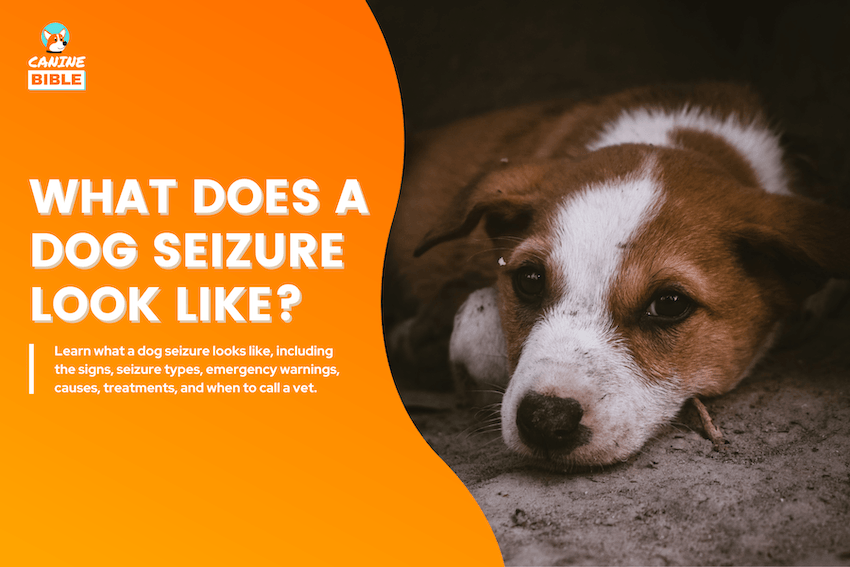 What Does a Dog Seizure Look Like?