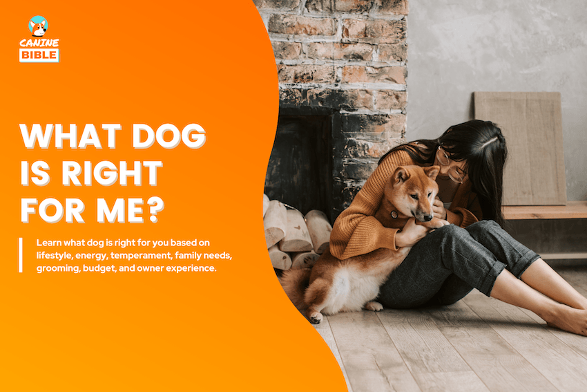 What Dog Is Right for Me?