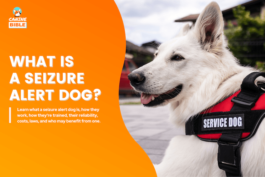 What Is a Seizure Alert Dog?