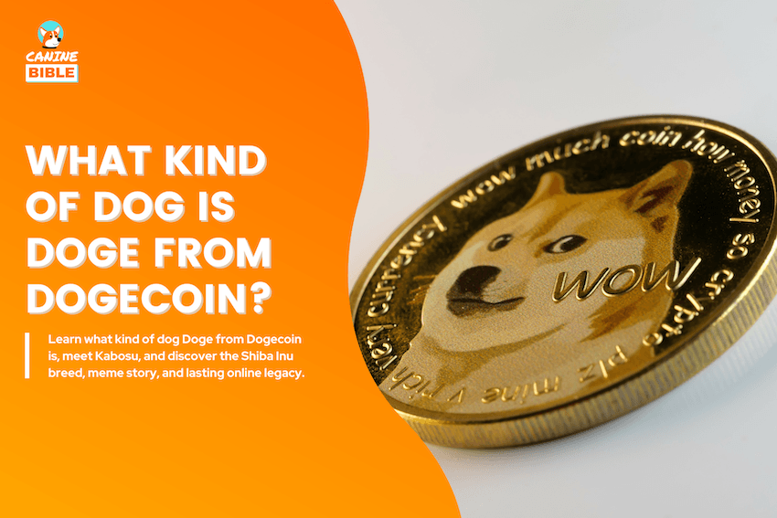 What Kind of Dog Is Doge From Dogecoin