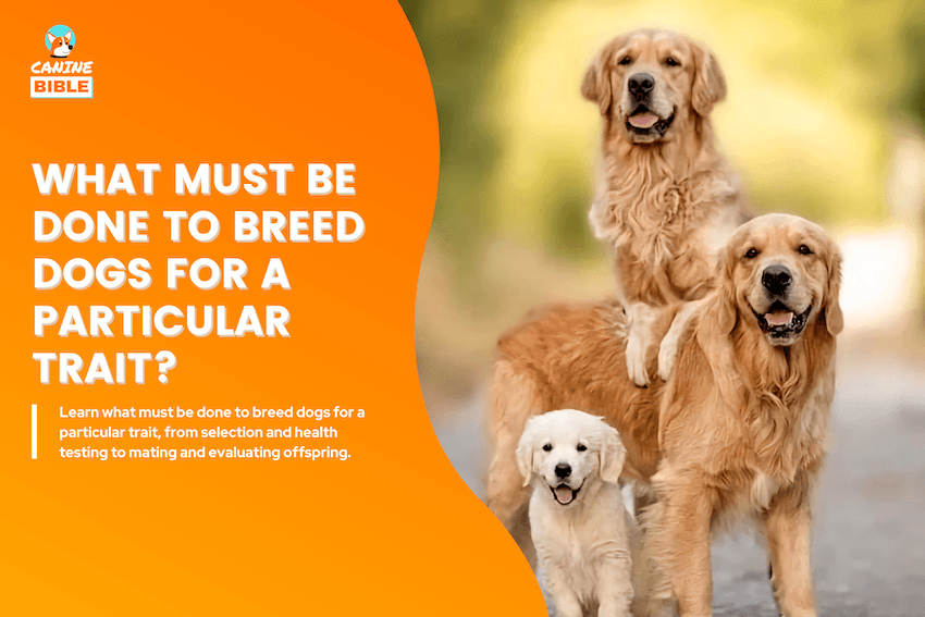 What Must Be Done to Breed Dogs for a Particular Trait?