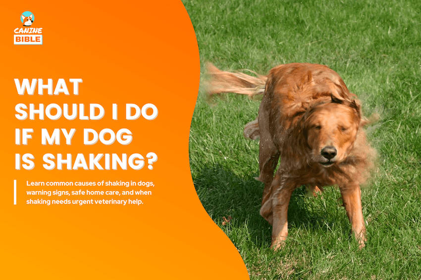 What Should I Do If My Dog Is Shaking?