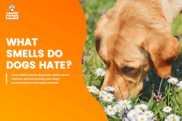 What Smells Do Dogs Hate?