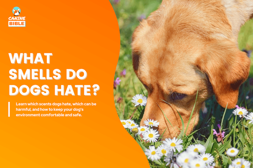 What Smells Do Dogs Hate?