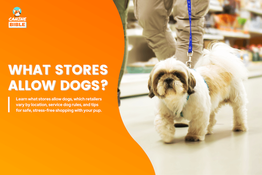 What Stores Allow Dogs?