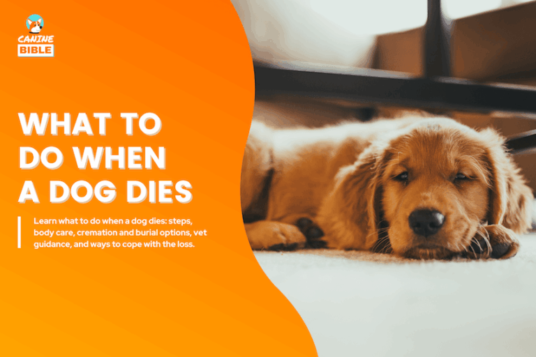 What to Do When a Dog Dies