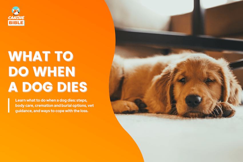 What to Do When a Dog Dies