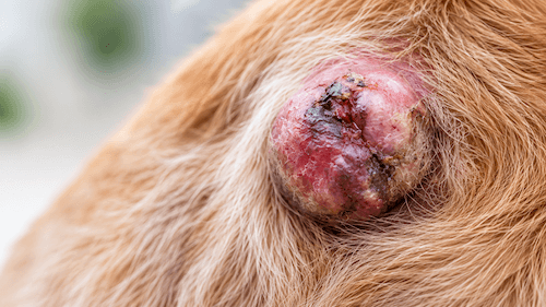 Close-up representative image of an abnormal mass on a dog's skin