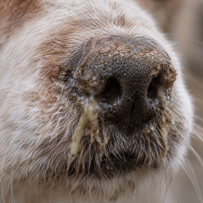 Dog representing canine distemper symptoms and health effects