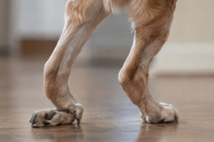 Dog affected by degenerative myelopathy