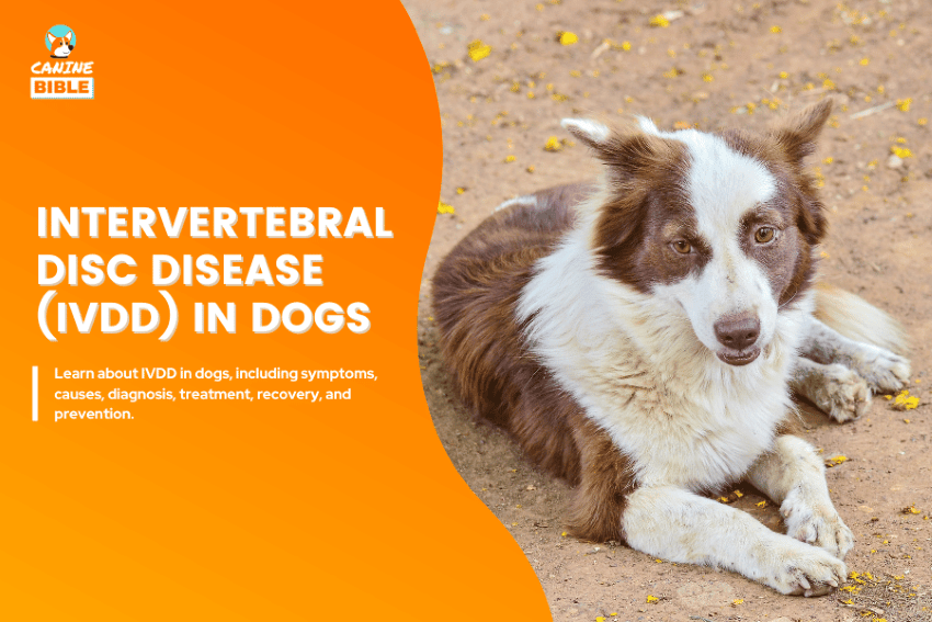 Intervertebral Disc Disease (IVDD) in dogs
